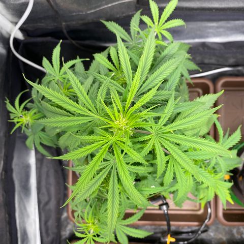Gorilla Zkittlez Auto #1 growlog timeline photo