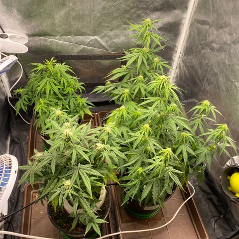 Gorilla Zkittlez Auto #1 growlog timeline photo