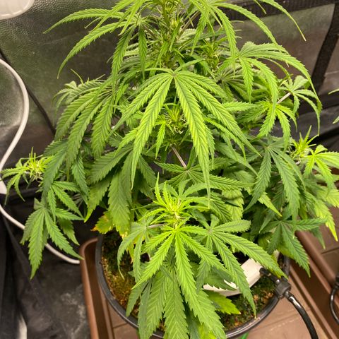Gorilla Zkittlez Auto #1 growlog timeline photo