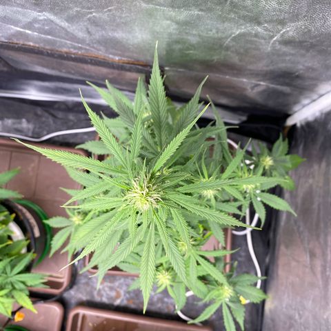 Gorilla Zkittlez Auto #2 growlog timeline photo