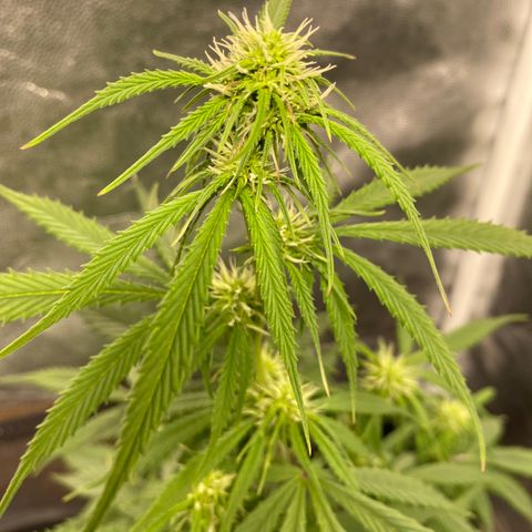 Gorilla Zkittlez Auto #2 growlog timeline photo