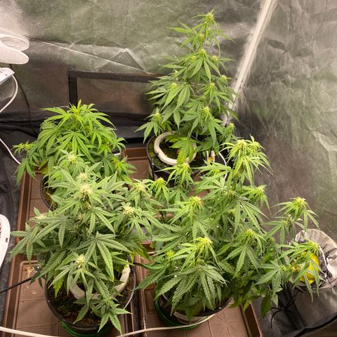 Gorilla Zkittlez Auto #2 growlog timeline photo