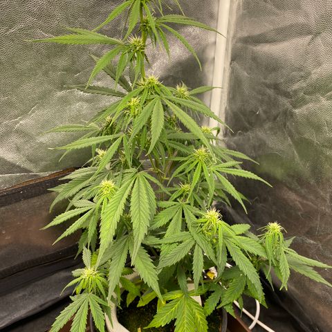 Gorilla Zkittlez Auto #2 growlog timeline photo