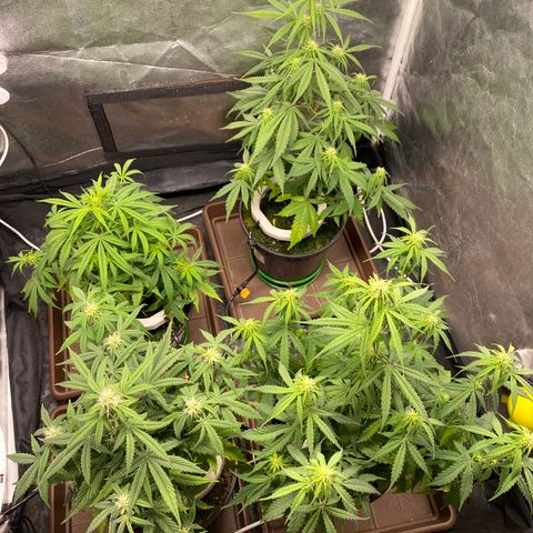 Gorilla Zkittlez Auto #2 growlog timeline photo