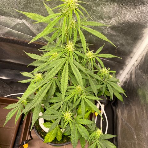 Gorilla Zkittlez Auto #2 growlog timeline photo
