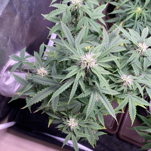 Gorilla Glue Auto #1 growlog timeline photo