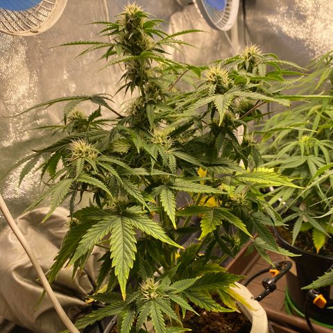 Gorilla Glue Auto #1 growlog timeline photo