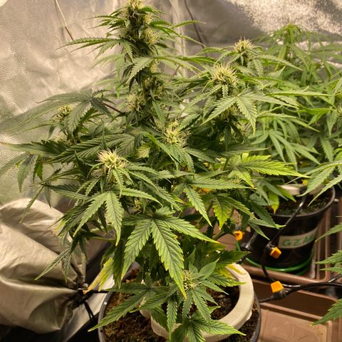 Gorilla Glue Auto #1 growlog timeline photo