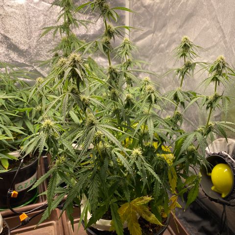 Gorilla Glue Auto #2 growlog timeline photo