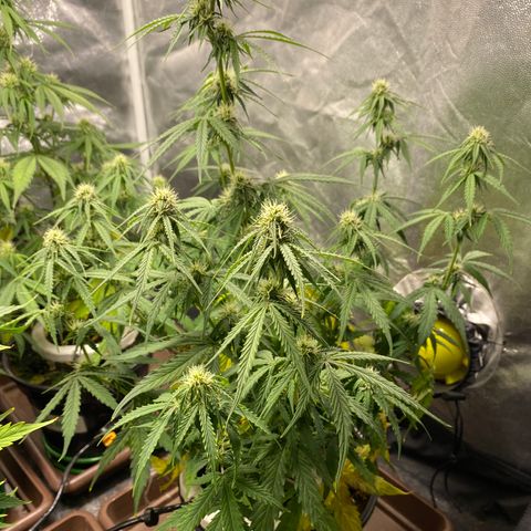 Gorilla Glue Auto #2 growlog timeline photo