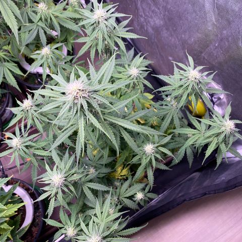 Gorilla Glue Auto #2 growlog timeline photo