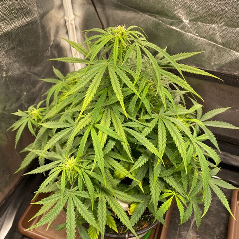 Gorilla Zkittlez Auto #1 growlog timeline photo