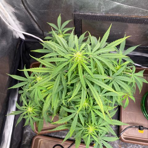 Gorilla Zkittlez Auto #1 growlog timeline photo