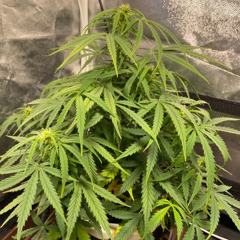 Gorilla Zkittlez Auto #1 growlog timeline photo