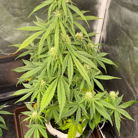 Gorilla Zkittlez Auto #2 growlog timeline photo