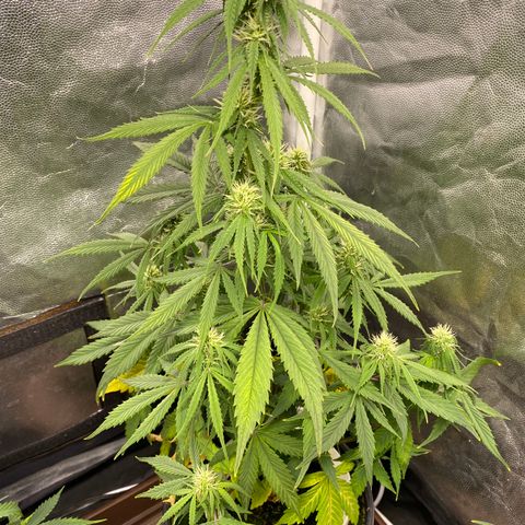 Gorilla Zkittlez Auto #2 growlog timeline photo