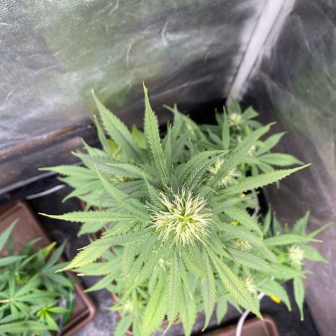 Gorilla Zkittlez Auto #2 growlog timeline photo