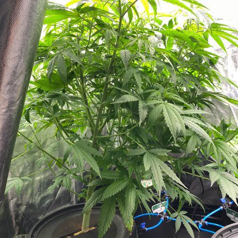 Medical Grape CBD #2 growlog timeline photo