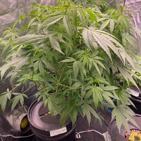 Medical Grape CBD #2 growlog timeline photo