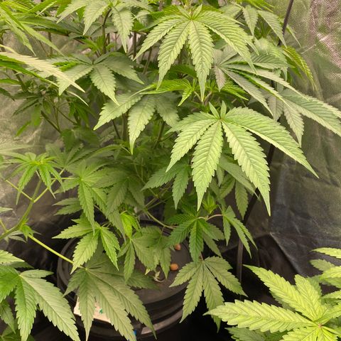 Mimosa Evo #2 growlog timeline photo