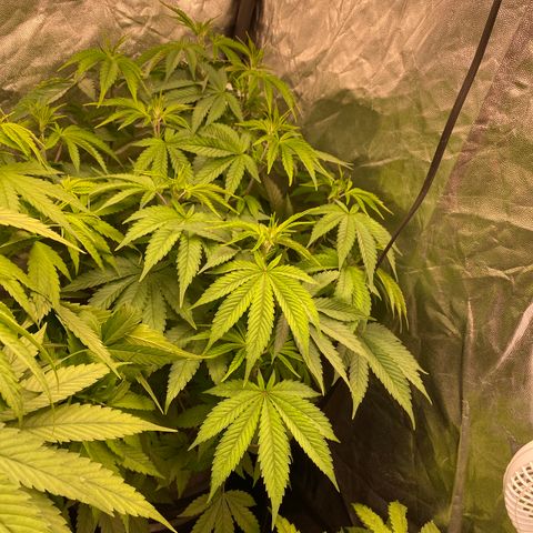 Mimosa Evo #2 growlog timeline photo