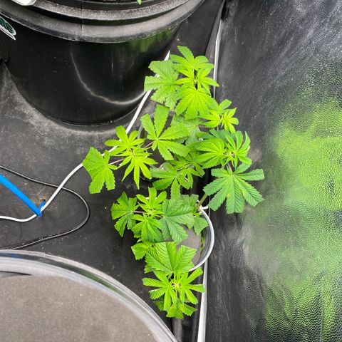 Mimosa Evo #2 growlog timeline photo