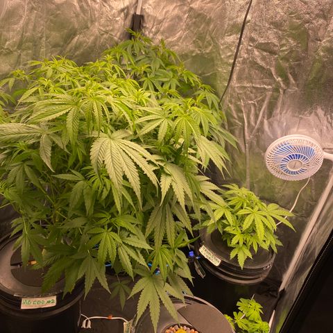 Mimosa Evo #2 growlog timeline photo