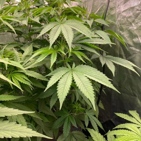 Mimosa Evo #2 growlog timeline photo