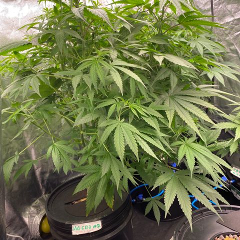 Medical Grape CBD #2 growlog timeline photo