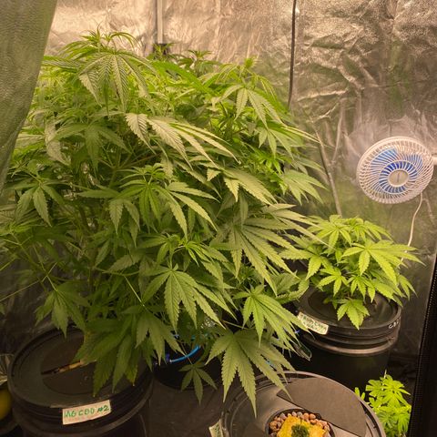 Medical Grape CBD #2 growlog timeline photo