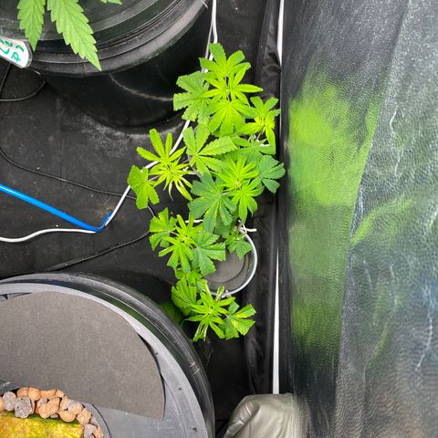Medical Grape CBD #2 growlog timeline photo