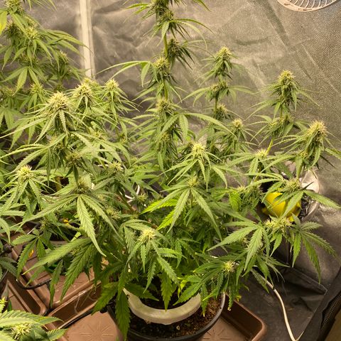Gorilla Glue Auto #1 growlog timeline photo