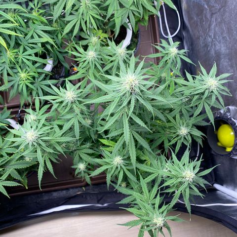 Gorilla Glue Auto #1 growlog timeline photo