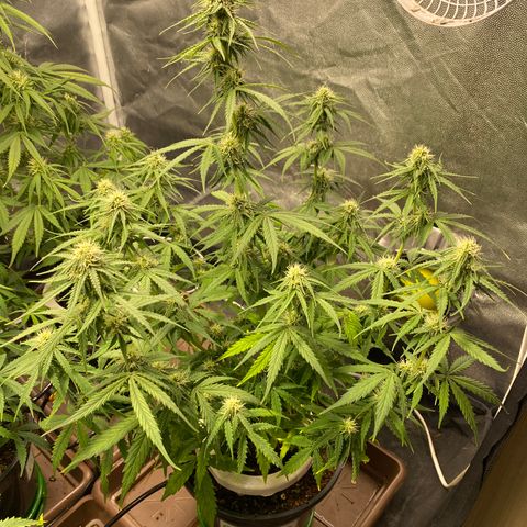 Gorilla Glue Auto #1 growlog timeline photo
