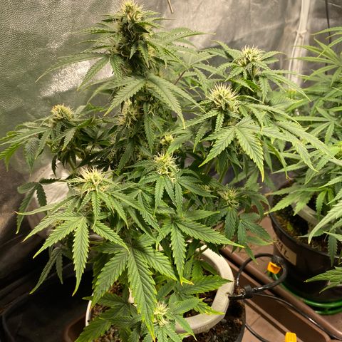 Gorilla Glue Auto #2 growlog timeline photo