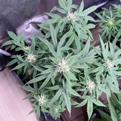 Gorilla Glue Auto #2 growlog timeline photo