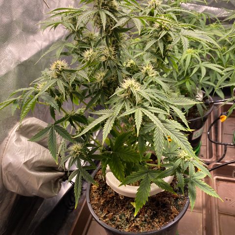 Gorilla Glue Auto #2 growlog timeline photo