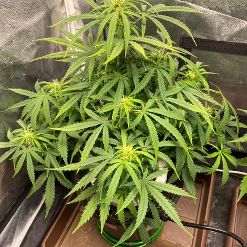 Gorilla Zkittlez Auto #1 growlog timeline photo