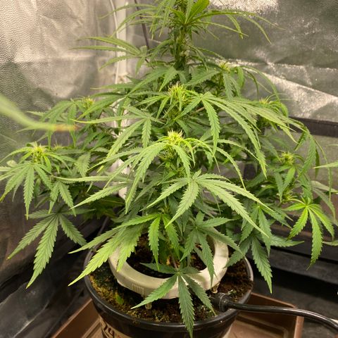 Gorilla Zkittlez Auto #1 growlog timeline photo