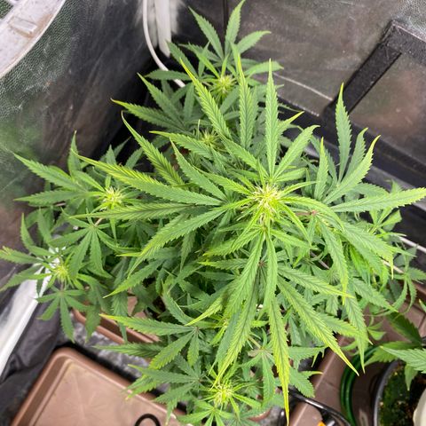 Gorilla Zkittlez Auto #1 growlog timeline photo