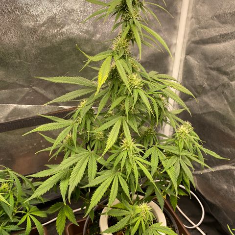 Gorilla Zkittlez Auto #2 growlog timeline photo