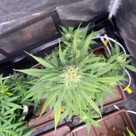 Gorilla Zkittlez Auto #2 growlog timeline photo