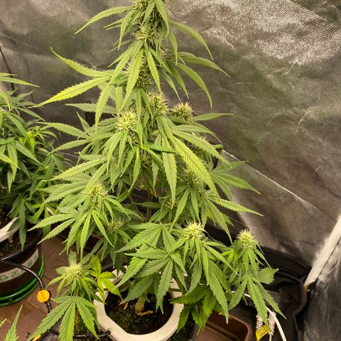 Gorilla Zkittlez Auto #2 growlog timeline photo