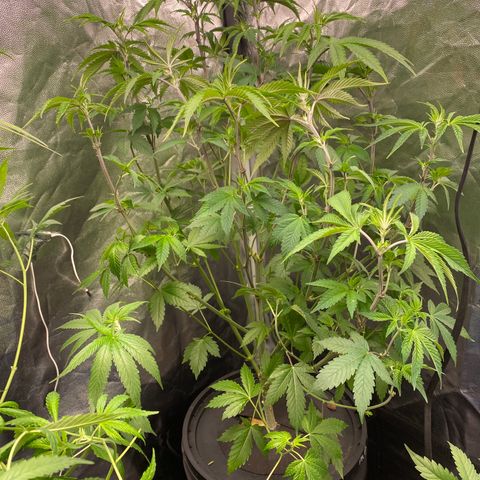 Mimosa Evo #2 growlog timeline photo
