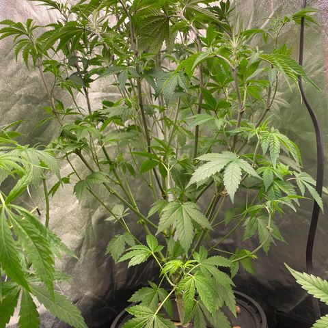 Mimosa Evo #2 growlog timeline photo
