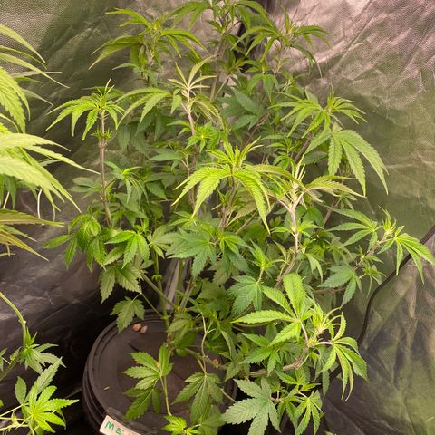 Mimosa Evo #2 growlog timeline photo