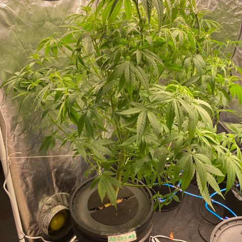 Medical Grape CBD #2 growlog timeline photo
