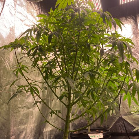 Medical Grape CBD #2 growlog timeline photo