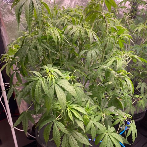 Medical Grape CBD #2 growlog timeline photo