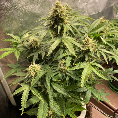 Gorilla Glue Auto #1 growlog timeline photo